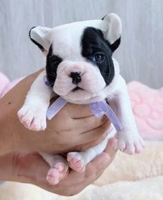 FRENCH BULLDOG PUPPIES 🌻VIP728  Boy Girl