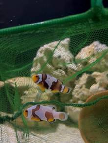 Ikan nemo