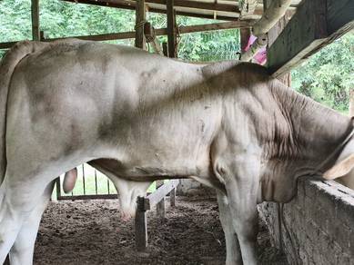 lembu brahman cross