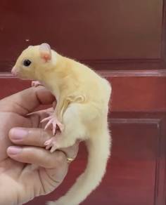 sugar glider fmale