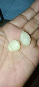 Geliga tombong kelapa
