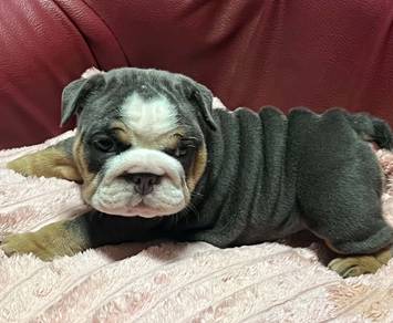 ENGLISH BULLDOG PUPPIES Female C027