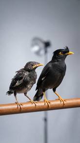Javan myna anak suap jinak