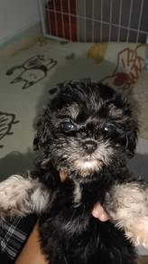 shihpoo