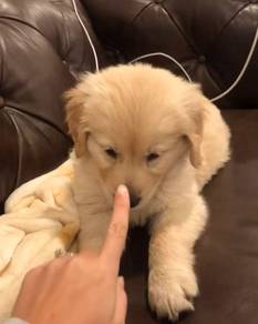 Golden retriever 