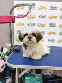 Korea Shih tzu 29May2026
