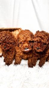 Red toy poodle 