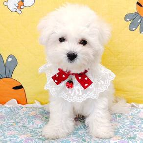 bICHON Frise