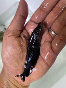 anak ikan tapah