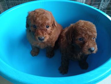 Toy poodle puppies
