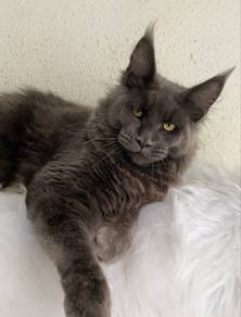 Maine Coon male