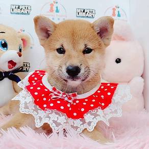 Shiba Inu