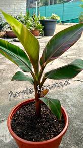 PURPLE BANANA Sale