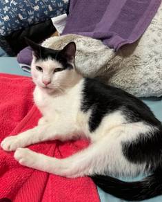 Cats for Adoption