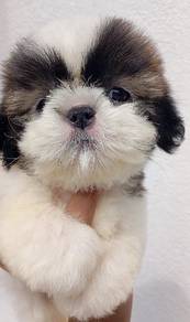 Shih Tzu Puppy Poodle Pom