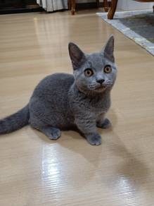 BSH Munchkin Harga Runtuh