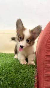 Welsh corgi long haired