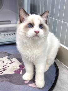 Ragdoll