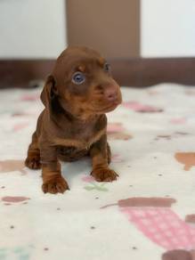 dachshund j