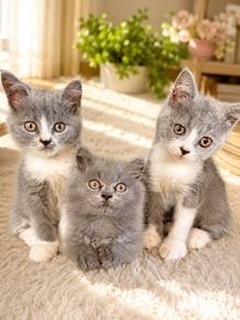 bsh kitten