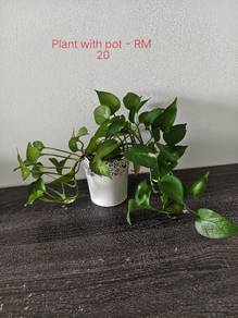 Plants for sale