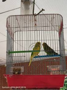 burung baji
