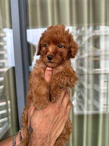 Cavapoo19