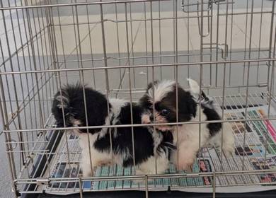 Shih tzu