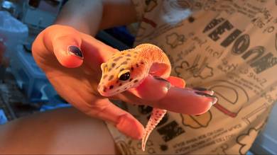 Gecko