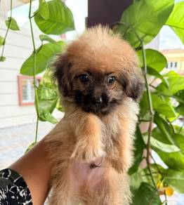 Pompoo puppies