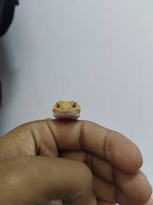 gecko