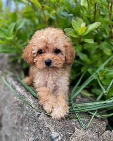 Maltipoo c