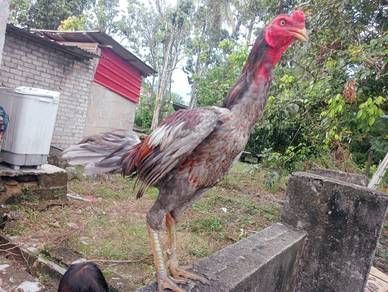 pama ada sisik saiz 3kg