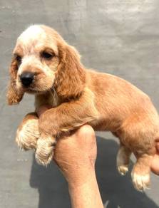 ENGLISH COCKER SPANIEL PUPPIES F382 🌻Female
