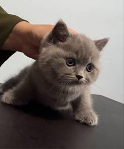 Kucing BSH