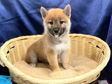 Shiba Inu