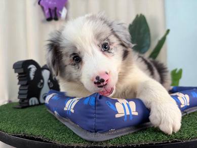 CKU Male BlueMerle BorderCollie Limited Colour