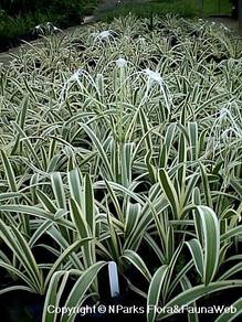 Variegated Spider Lily