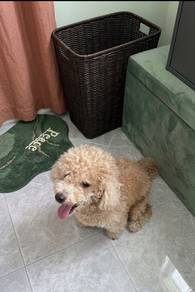 Toy Poodle for Sale