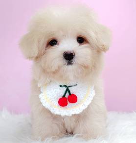 Maltipoo