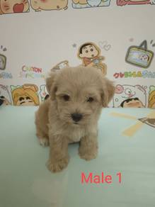 Maltipoo For Sales