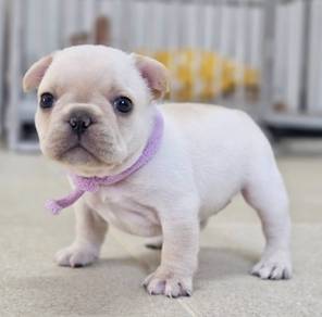 FRENCH BULLDOG PUPPIES 🌻VIP795 Boy -Girl