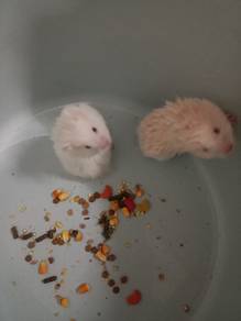 Hamster syirian 