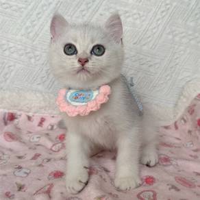 bsh silver cat