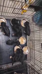 Pure Breed Yorkshire Terrier (M/F) 纯种约克夏宝宝