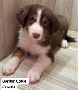 Border Collie Puppy for sale
