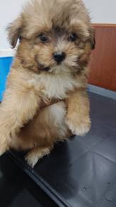 Shihpoo