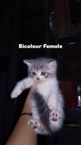British Short Hair Bicolor