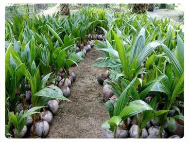 Kelapa Matag F1
