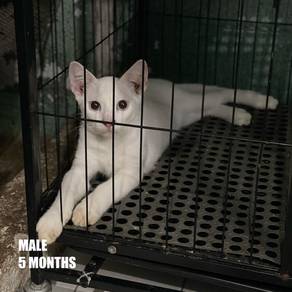 Cat Free Adoption / Kucing Percuma
